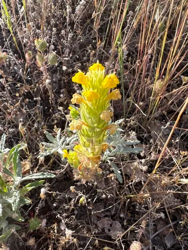 Cutleaf Indian Paintbrush — photo by schnack04