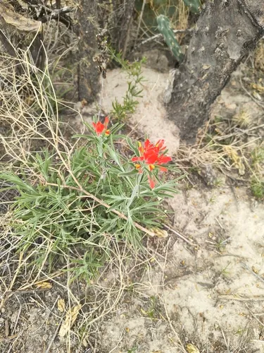 Sierra Woolly Indian Paintbrush — photo by José Juan Flores-Maldonado