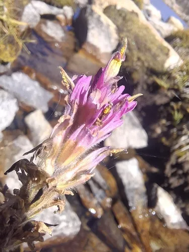 Lemmon's Indian Paintbrush — photo by John Kelly