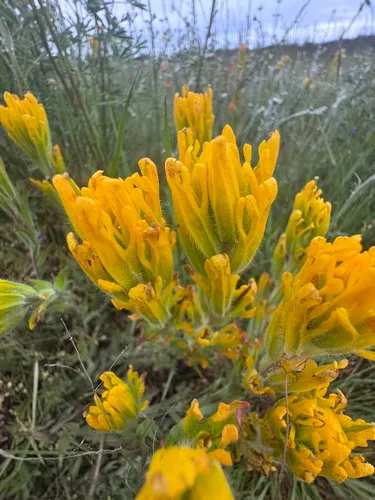 Golden Indian Paintbrush — photo by Sean Westenberg
