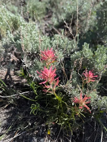 Wyoming Indian Paintbrush — photo by moses_outdoors