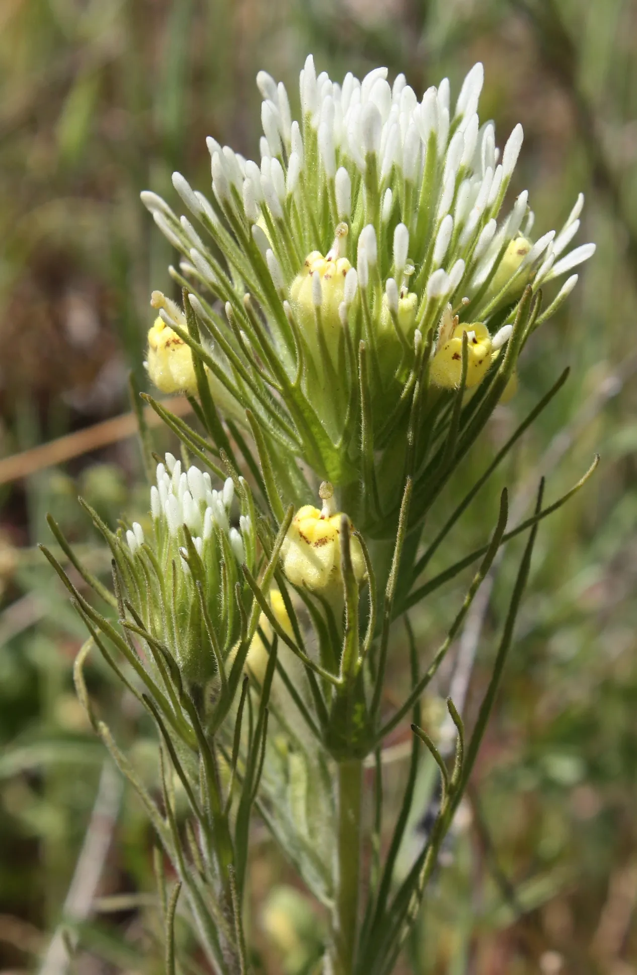Sagebrush Indian Paintbrush — photo by First Light ( talk )