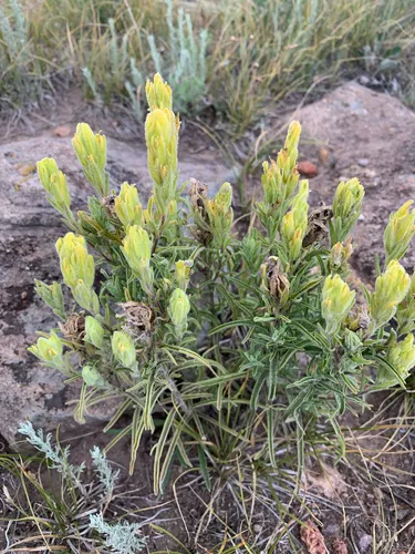 Marshmeadow Indian Paintbrush — photo by ebr5