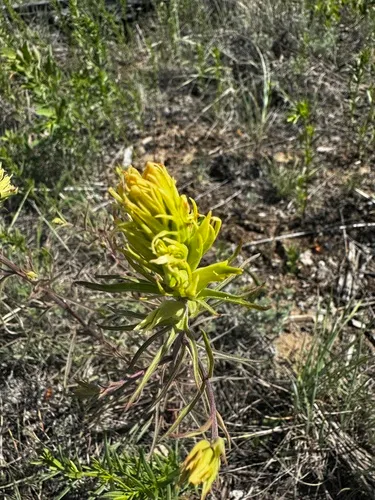 Stiff Yellow Indian Paintbrush — photo by Jenny Feick