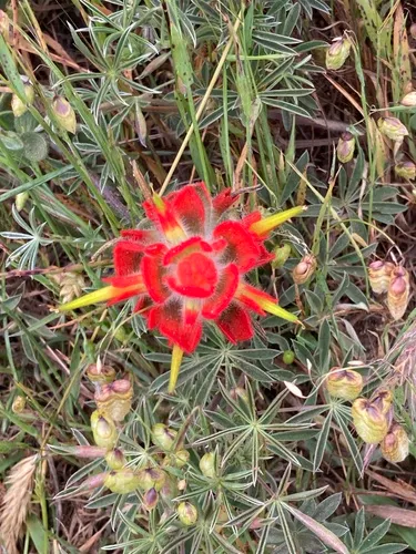 Mendocino Coast Indian Paintbrush — photo by narcolepticpuppy2016