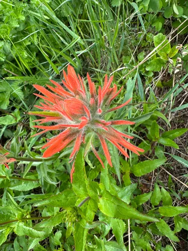 Giant Red Indian Paintbrush — photo by cameronattee