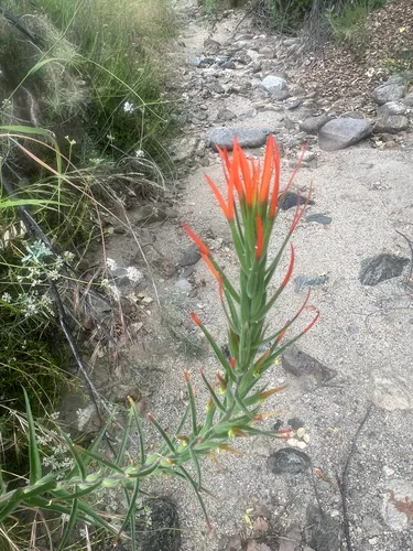 Lesser Indian Paintbrush — photo by charlottefree