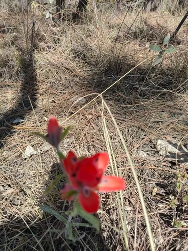 Trans-Pecos Indian Paintbrush — photo by Karina CR