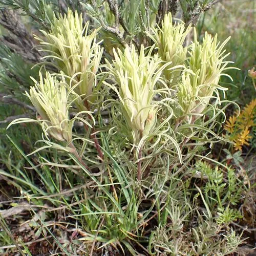 Pale Wallowa Indian Paintbrush — photo by Eugene Yates