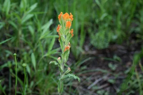 Glowing Indian Paintbrush — photo by María Concepción Pérez Recoder