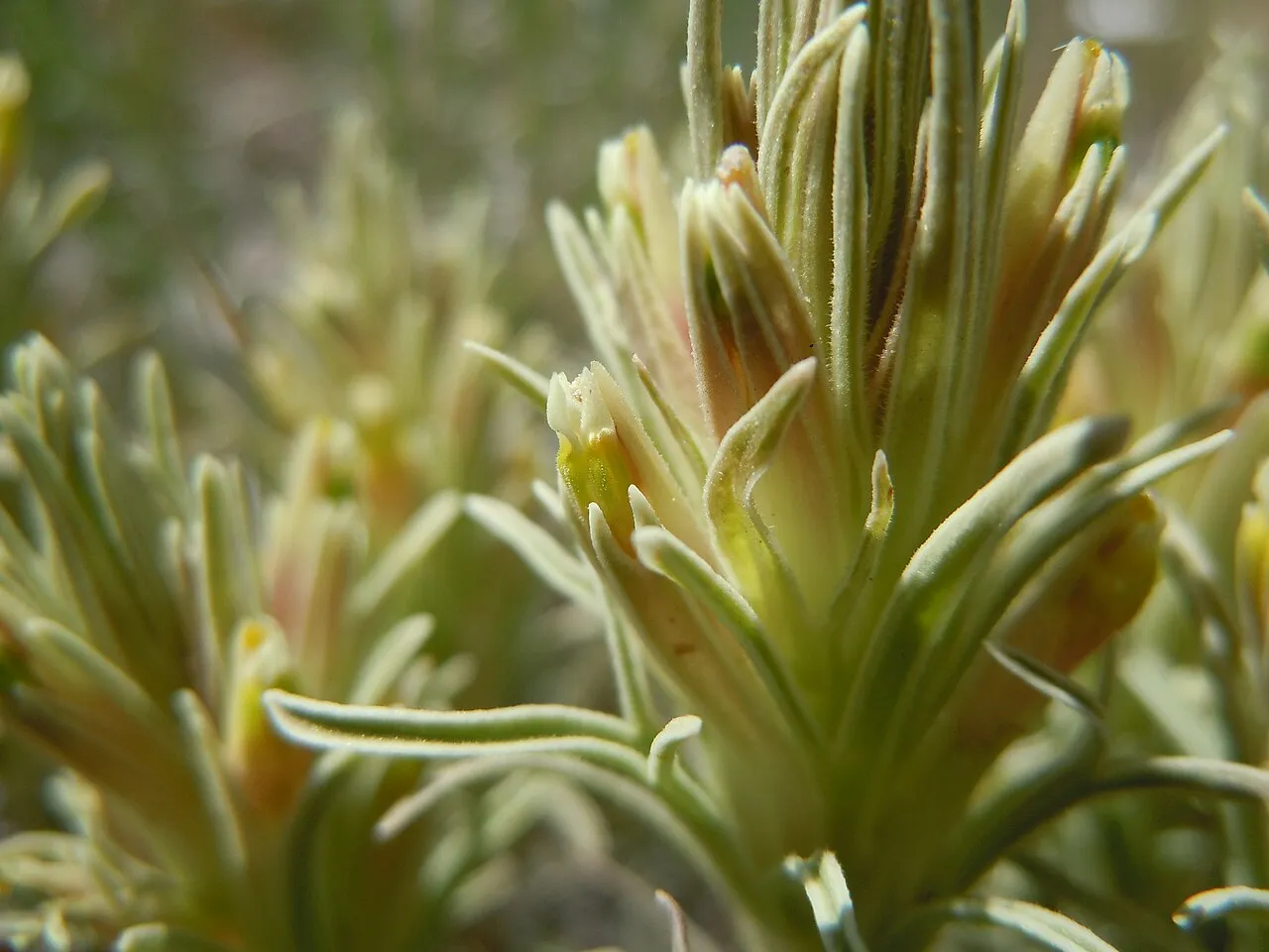 Pale Indian Paintbrush (var. inverta) — photo by Matt Lavin from Bozeman, Montana, USA