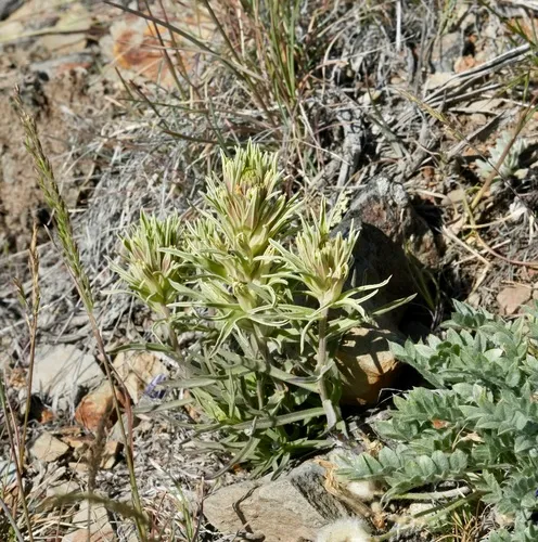 Pale Indian Paintbrush (var. pallescens) — photo by sacjackson