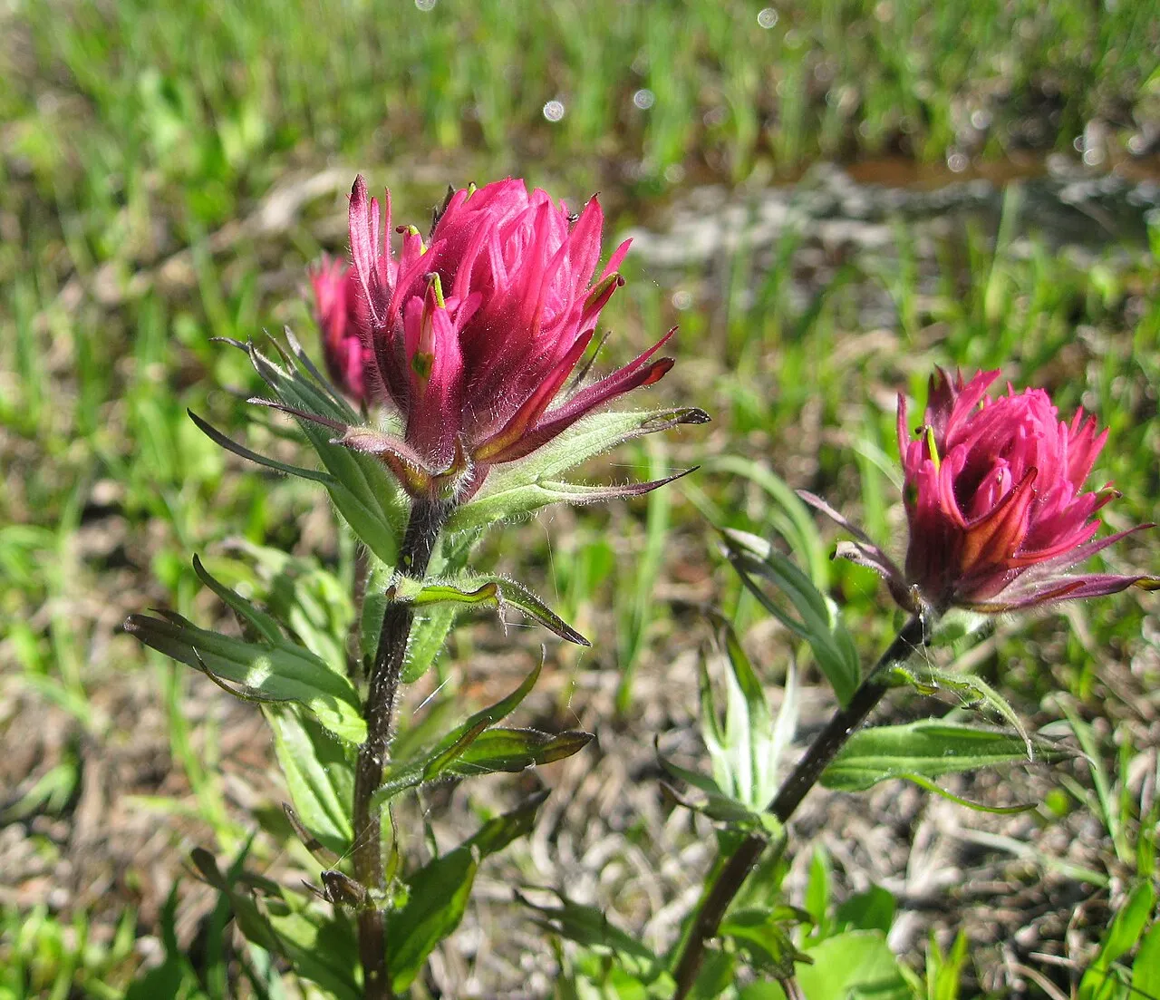 Henry Indian Paintbrush (var. oreopola) — photo by J Brew