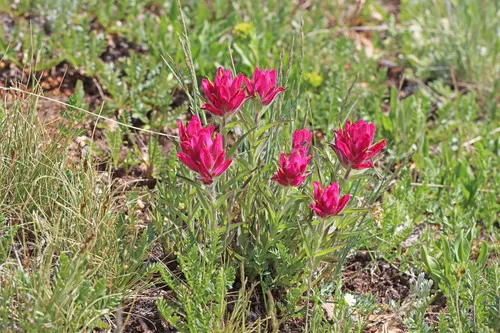 Tushar Plateau Indian Paintbrush — photo by Andrey Zharkikh