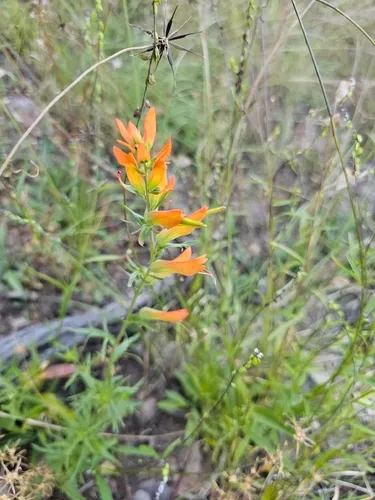 Huachuca Mountain Indian Paintbrush — photo by Alejandra Peña Estrada