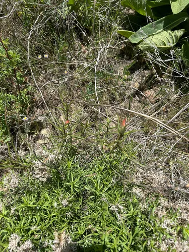 Peck's Indian Paintbrush — photo by Allison Padilla