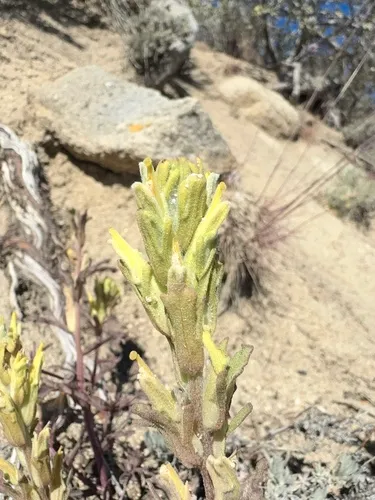 Mojave Indian Paintbrush — photo by Bob Steele