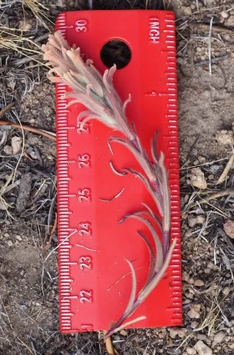 Salmon Creek Indian Paintbrush — photo by Kyle Brine