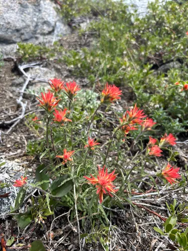 Frosted Indian Paintbrush — photo by cammycam5