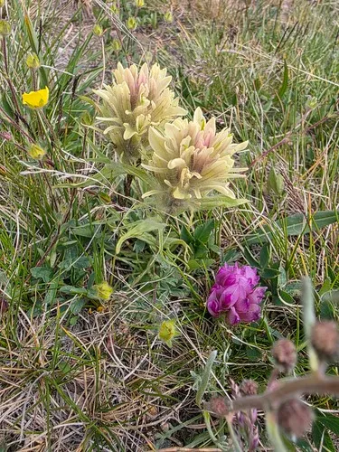 Beautiful Indian Paintbrush