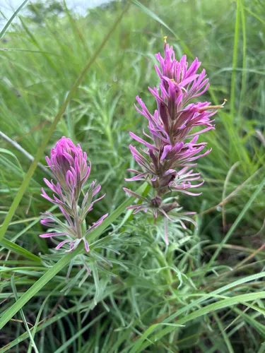 Prairie Indian Paintbrush (var. citrina) — photo by rmcmanis
