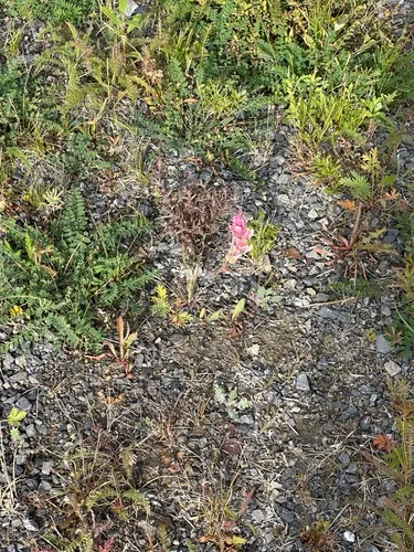 Raup's Indian Paintbrush — photo by Matthew Syvenky