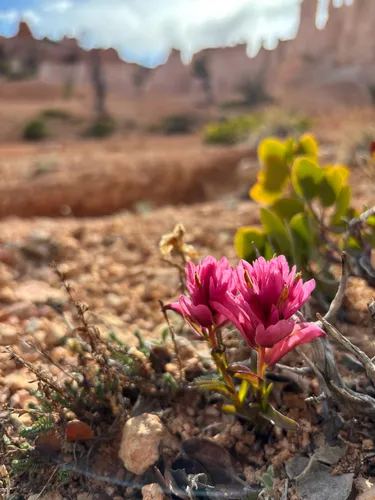Bryce Canyon Indian Paintbrush