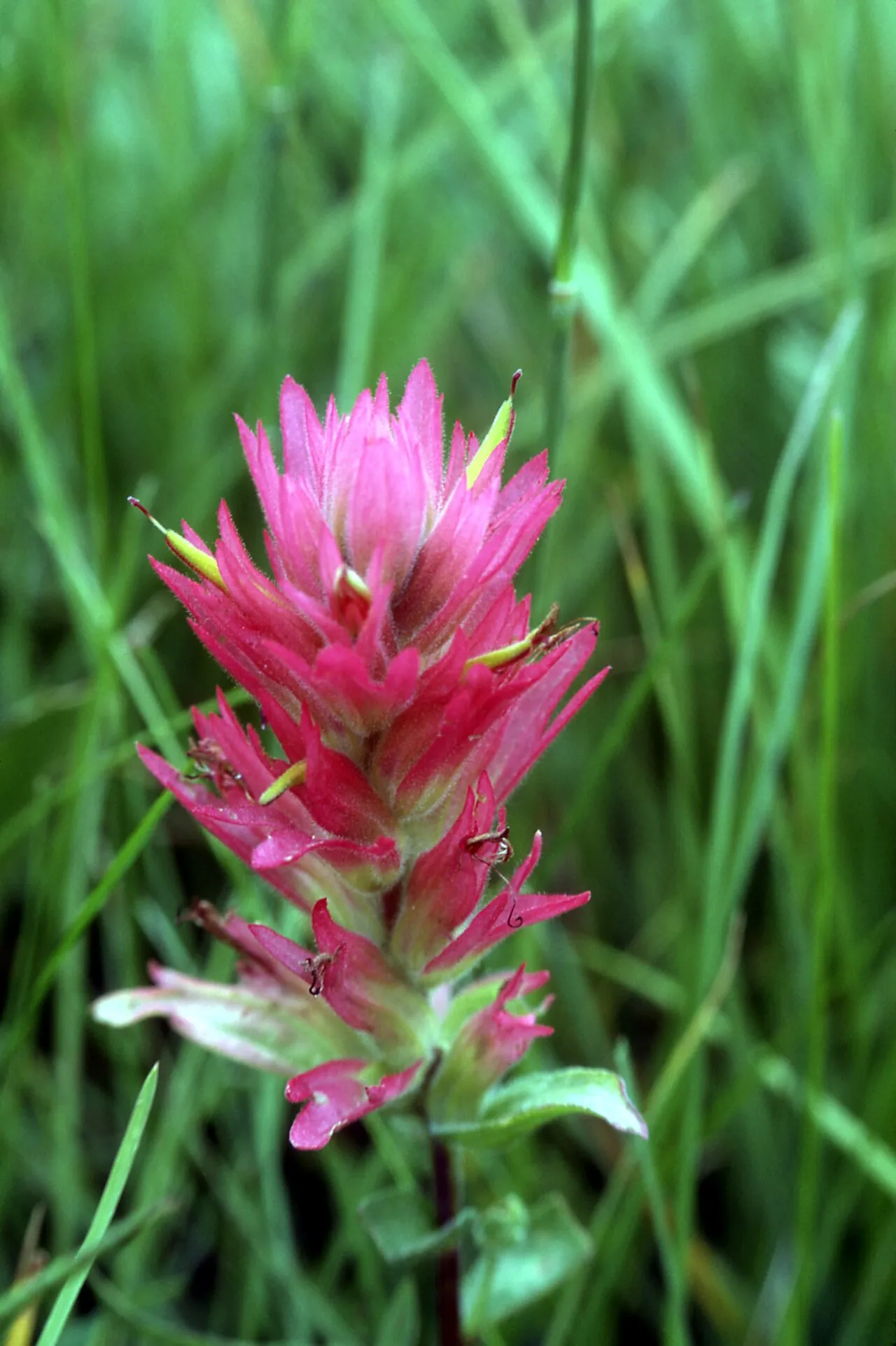 Splitleaf Indian Paintbrush — photo by J Schmidt