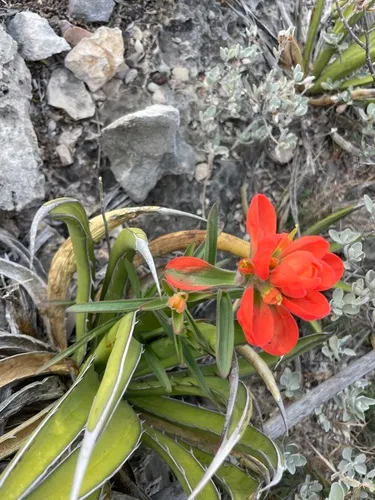 Rigid Indian Paintbrush — photo by doobedan