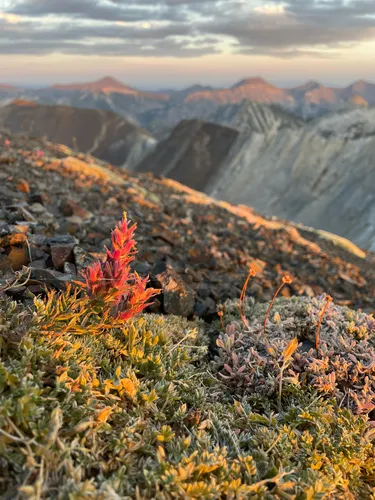 Little Reddish Indian Paintbrush — photo by Colton Veltkamp