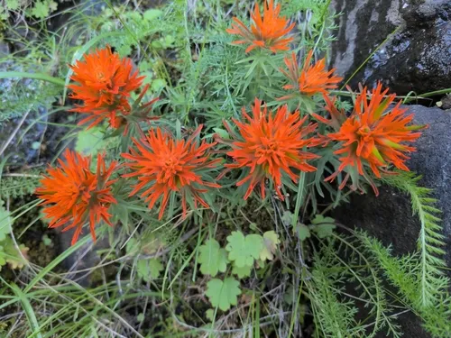 Cliff Indian Paintbrush — photo by Mary Hayden
