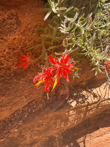 Zion Indian Paintbrush (var. scabrida) — photo by Ash Moulton Lava