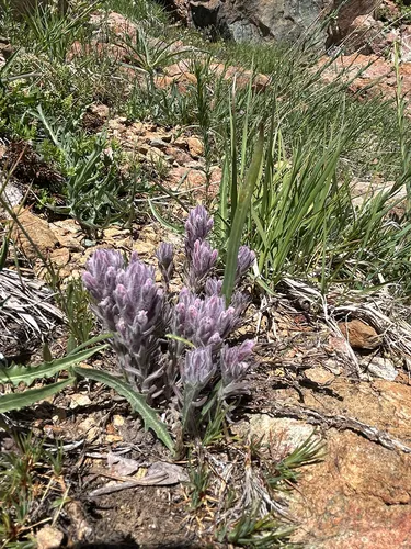 Splithair Indian Paintbrush — photo by Corey Shake