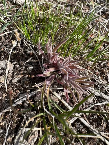 Labrador Indian Paintbrush — photo by anne-outdoors