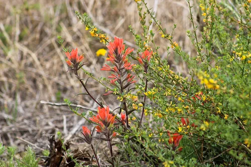 Longleaf Indian Paintbrush — photo by erinlikeshiking