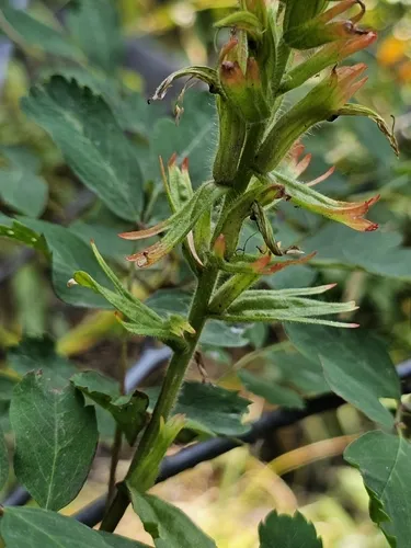 Suksdorf's Indian Paintbrush — photo by Stormy