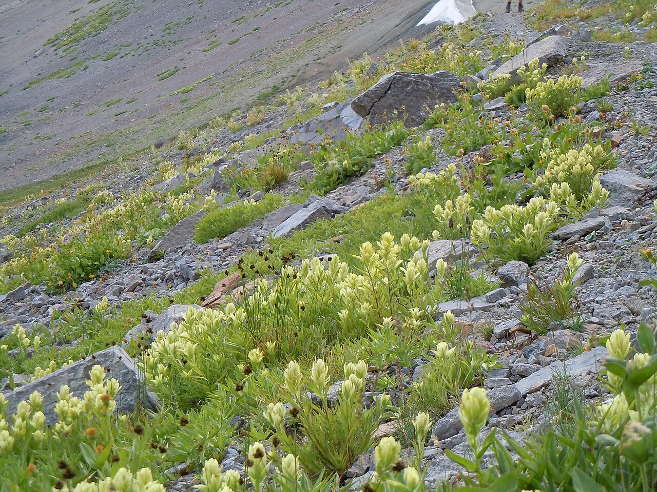 Sulphur Indian Paintbrush — photo by Matt Lavin from Bozeman, Montana, USA