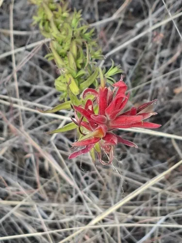 Santa Catalina Indian Paintbrush — photo by clarisasview