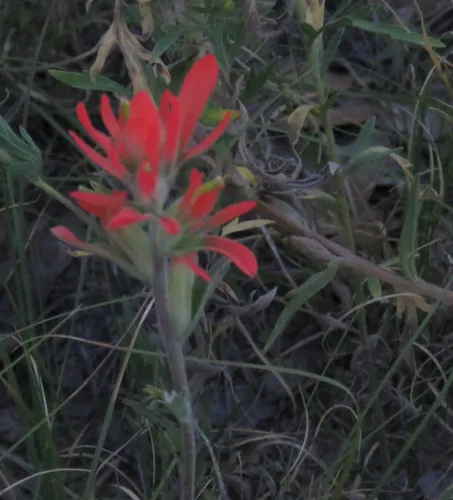 Hairy Indian Paintbrush — photo by Michael Shoop