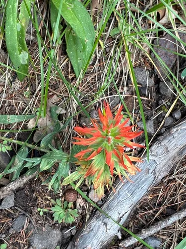 Sacramento Mountain Indian Paintbrush — photo by sophieburton