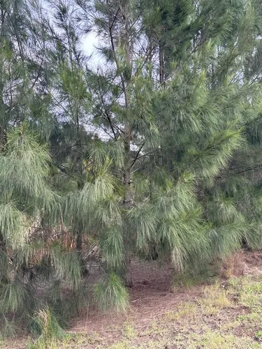 River Sheoak