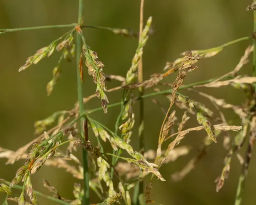 Water Whorlgrass — photo by Uriel Levy