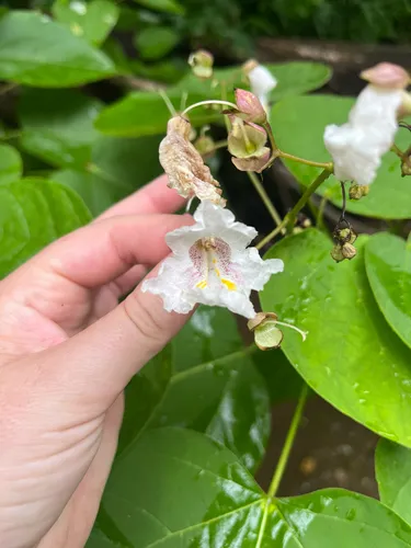 Southern Catalpa — photo by M'Kayla Motley