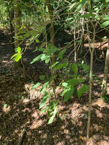 Haitian Catalpa