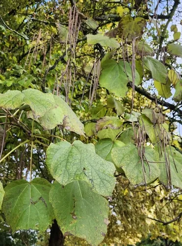 Chinese Catalpa