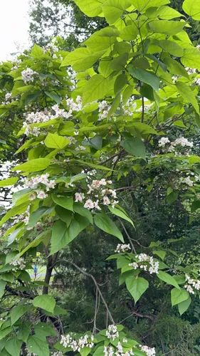 Northern Catalpa