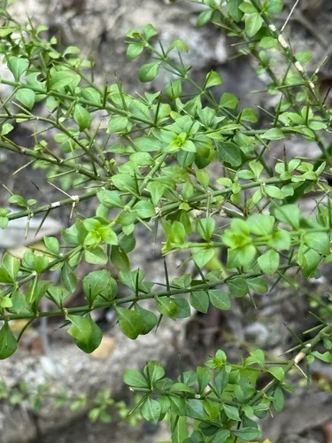 Tropical Lilythorn
