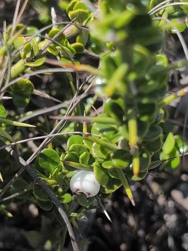 Smallflower Lilythorn — photo by Kyle Dettloff