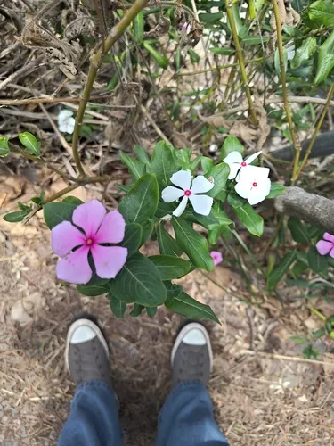 Madagascar Periwinkle — photo by Seth Smit