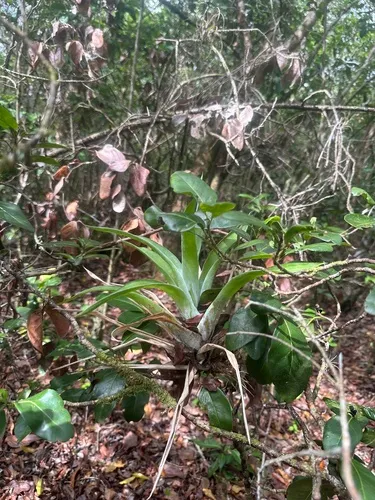 Powdery Strap Airplant